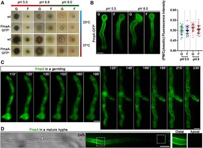 Golgi-Bypass Is a Major Unconventional Route for Translocation to the Plasma Membrane of Non-Apical Membrane Cargoes in Aspergillus nidulans